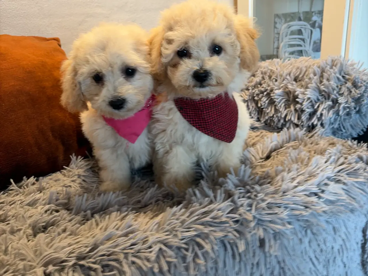 Billede 5 - smukkeste små mini Maltipoo babyer