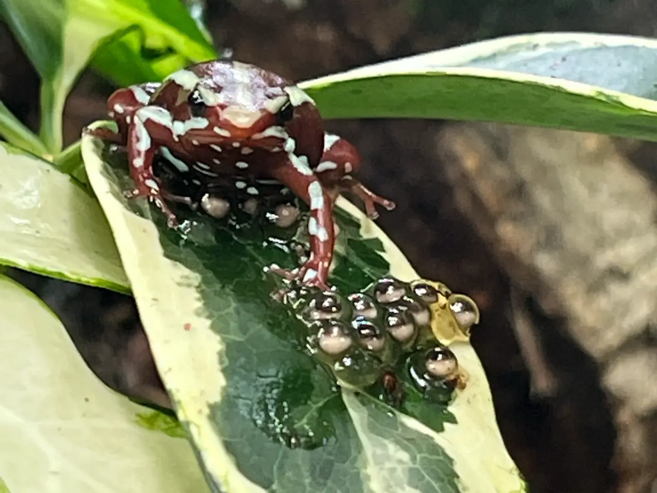 Billede 1 - Pilegiftfrøer (Epipedobates anthonyi)