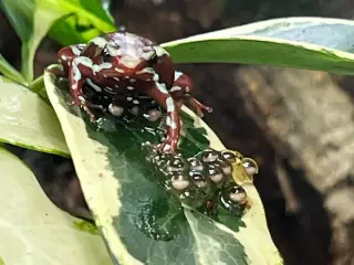 Pilegiftfrøer (Epipedobates anthonyi)