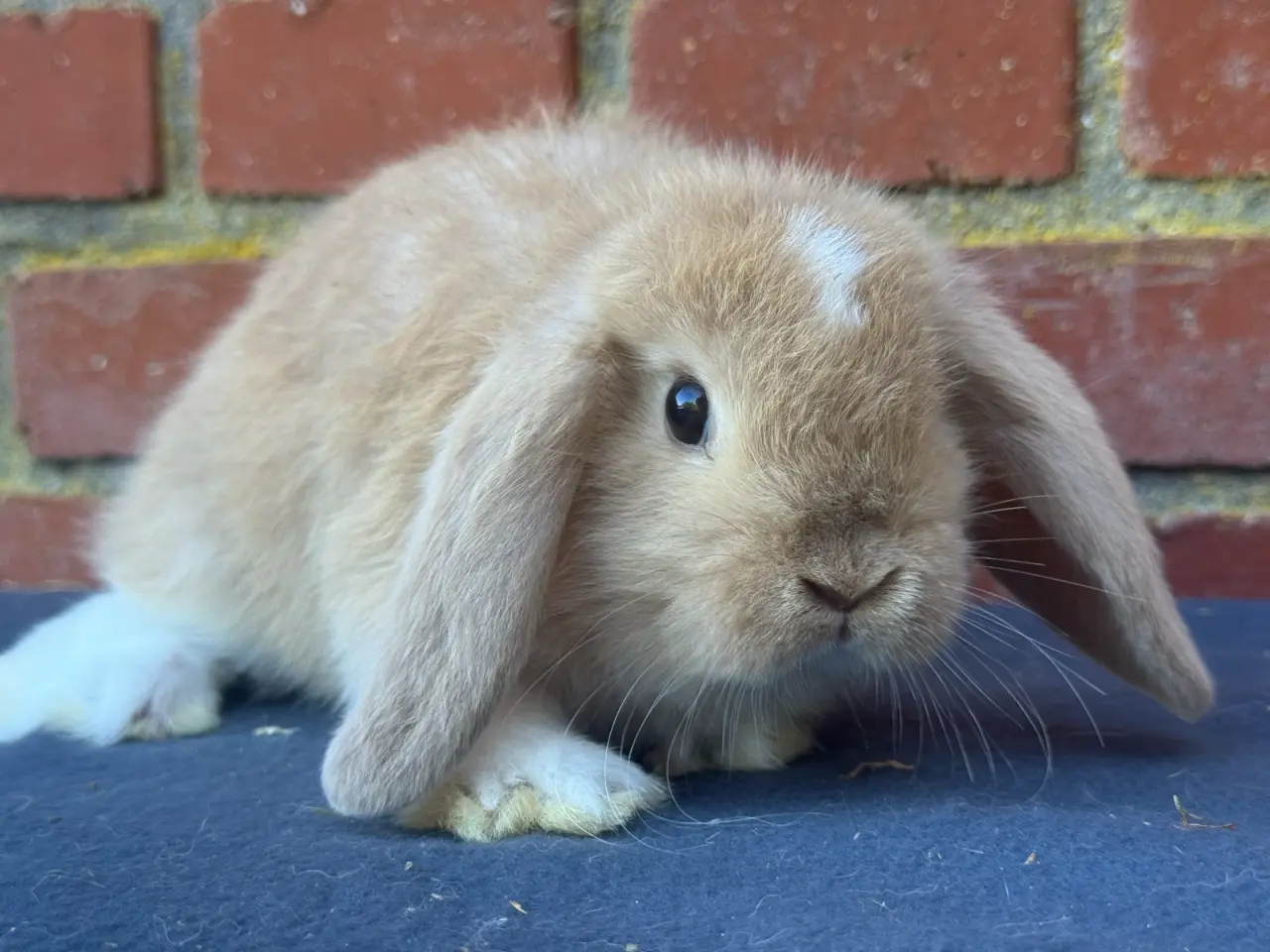 Billede 2 - Mini lop han kanin