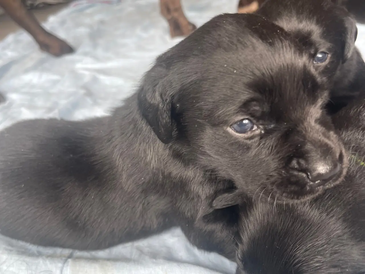 Billede 2 - Labrador hvalpe