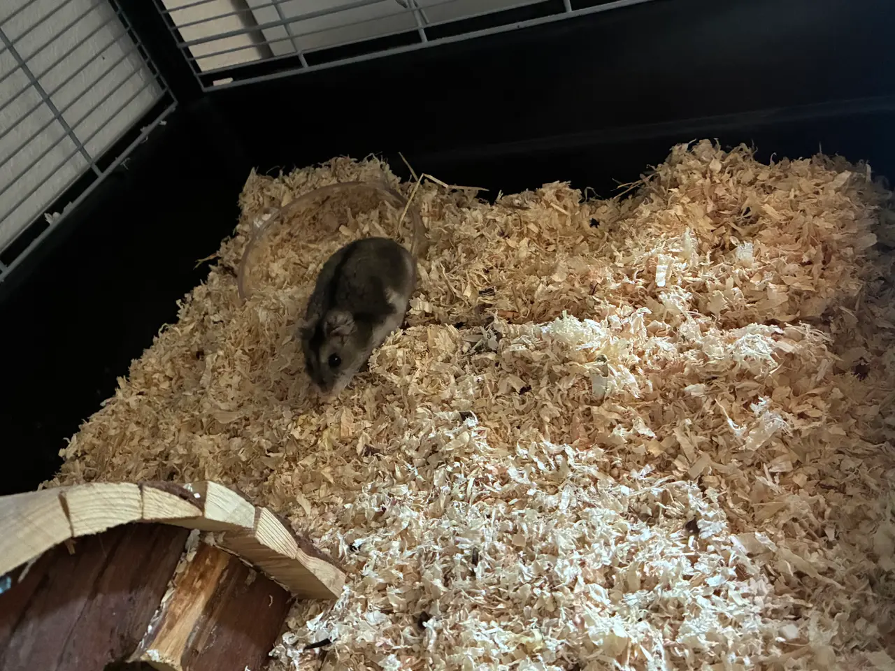 Billede 4 - Hamster og tilbehør 