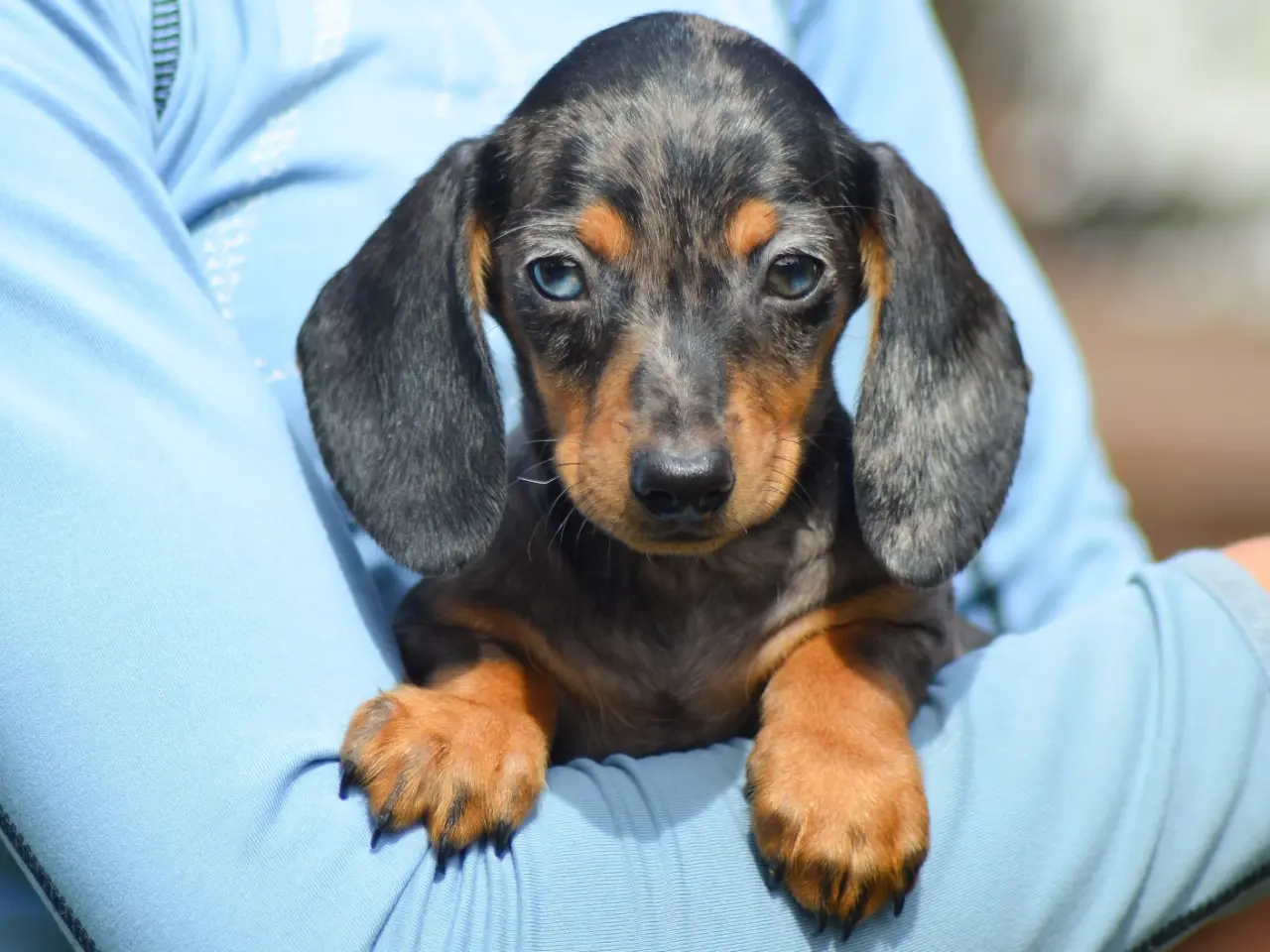 Billede 5 - American Miniature Dachshund-hvalpe 10 uger