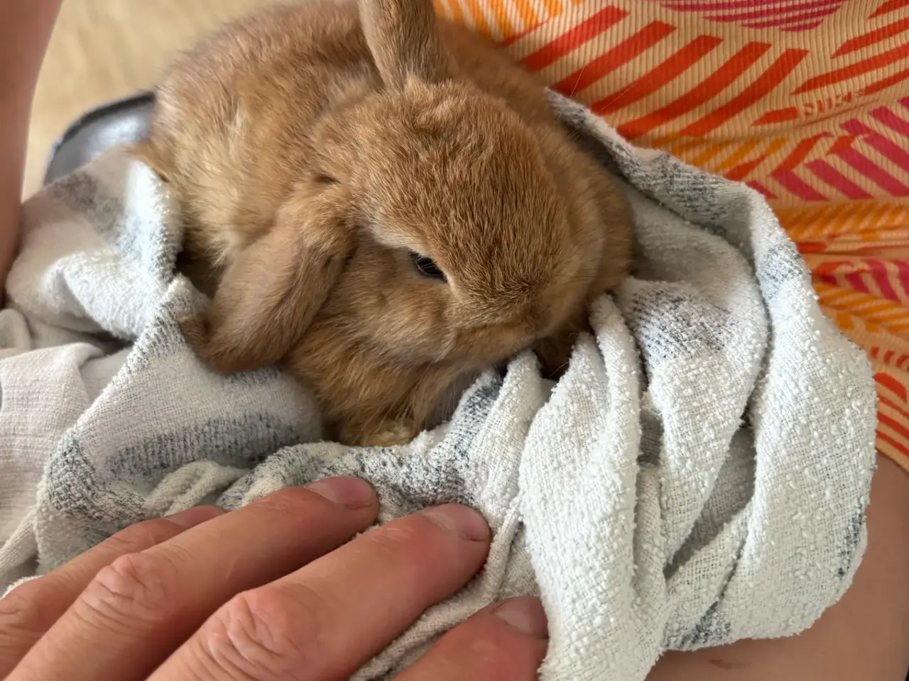 Billede 1 - Mini Lop kanin sælges