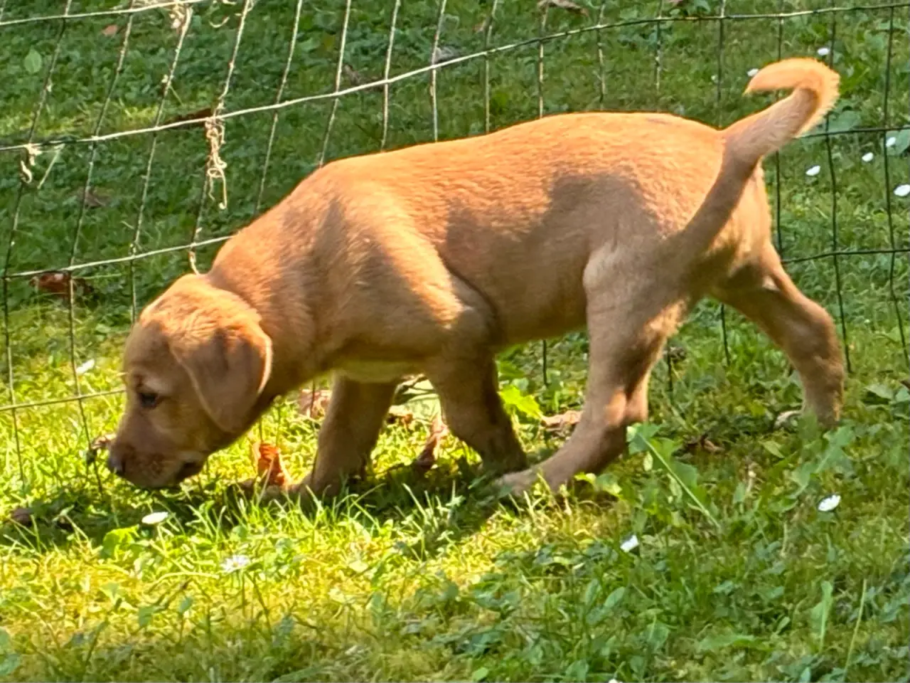 Billede 3 - Albert foxrød labrador søger ny familie