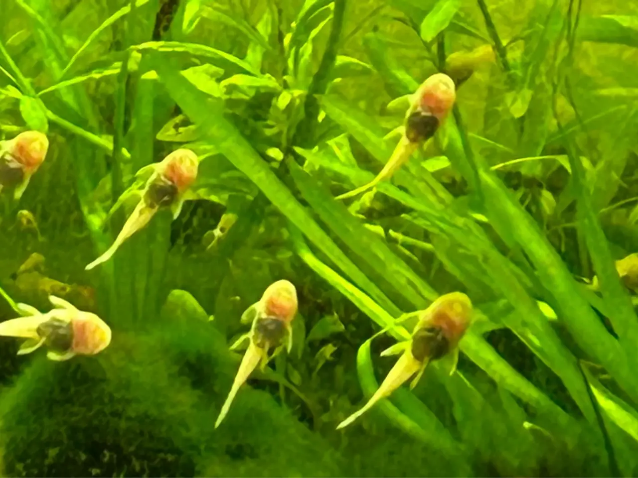Billede 1 - ❄️🐟 Snow White Ancistrus – flotte hvide maller