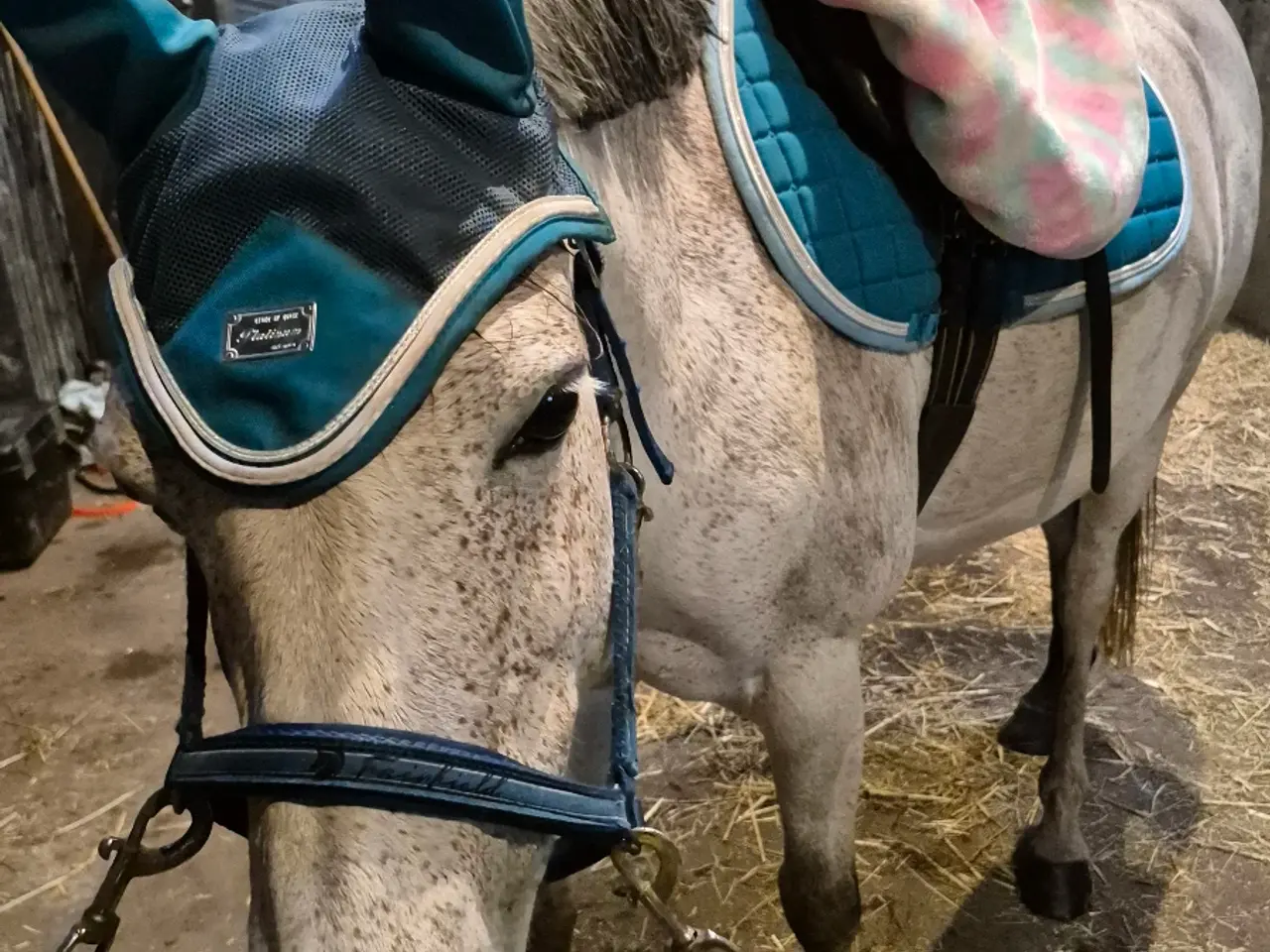 Billede 7 - Sensitiv hoppe