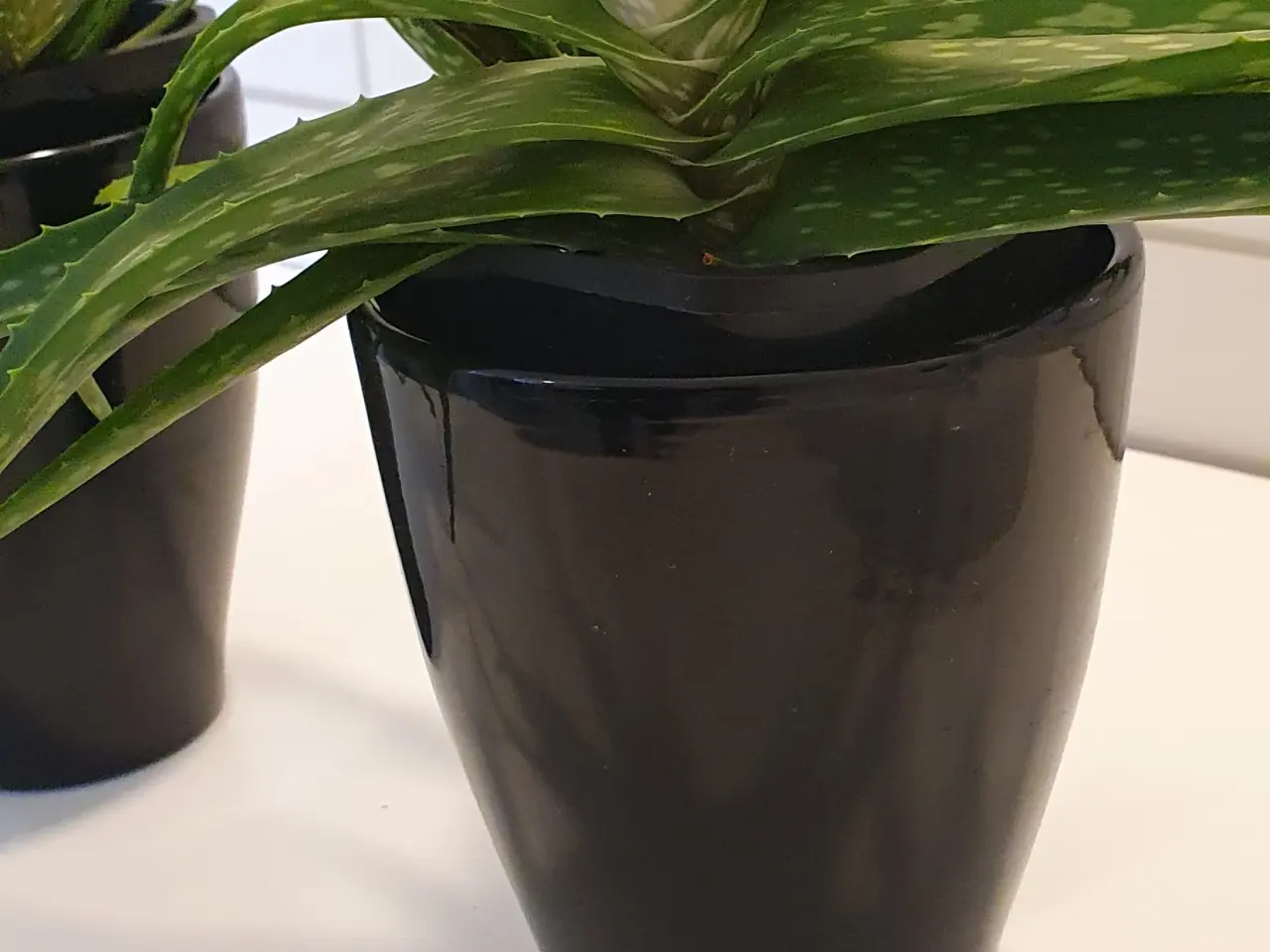 Billede 3 - stueplanter, grønne planter