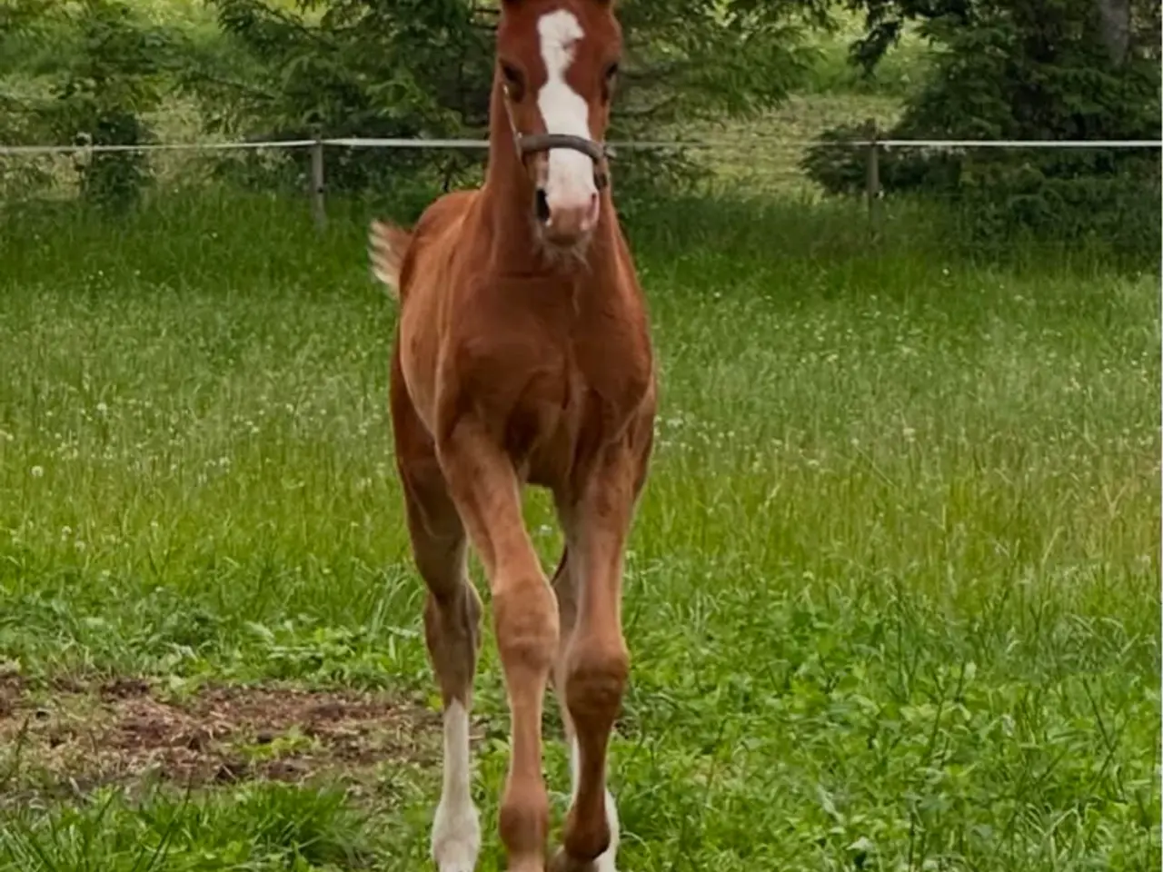 Billede 1 - Dansk varmblod hingst