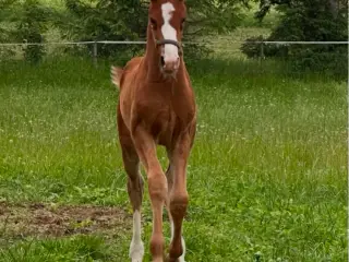Dansk varmblod hingst 