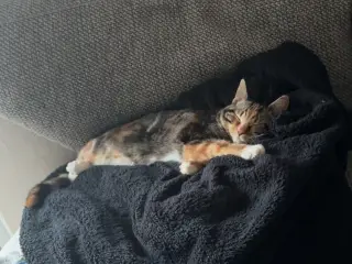 Huskat