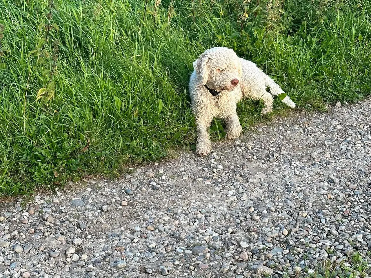 Billede 6 - Lagotto Romaonolo