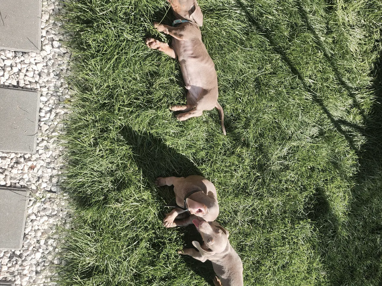 Billede 10 - Gravhunde hvalpe 