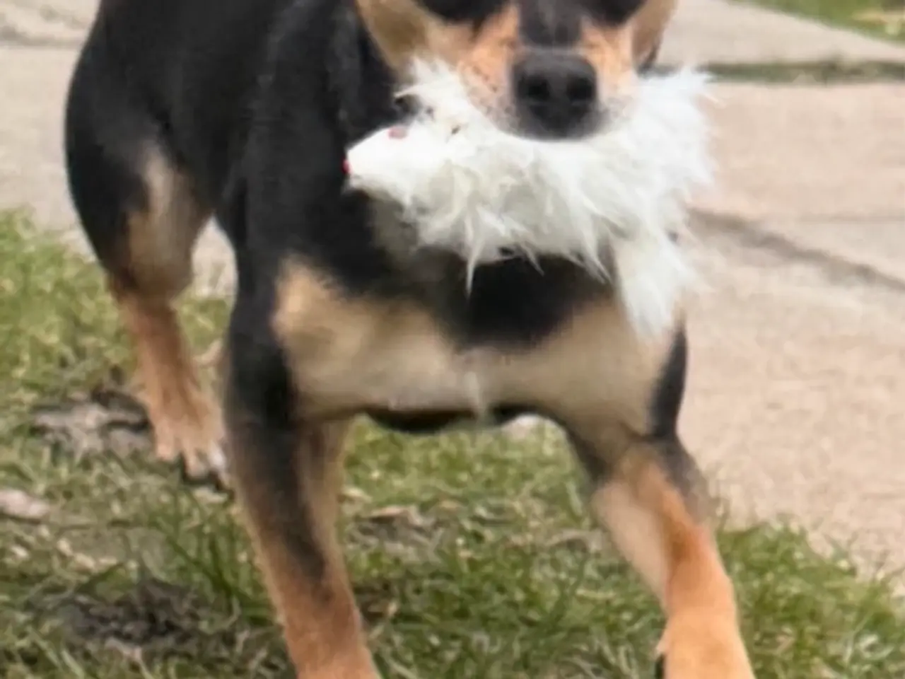 Billede 7 - Hanhund