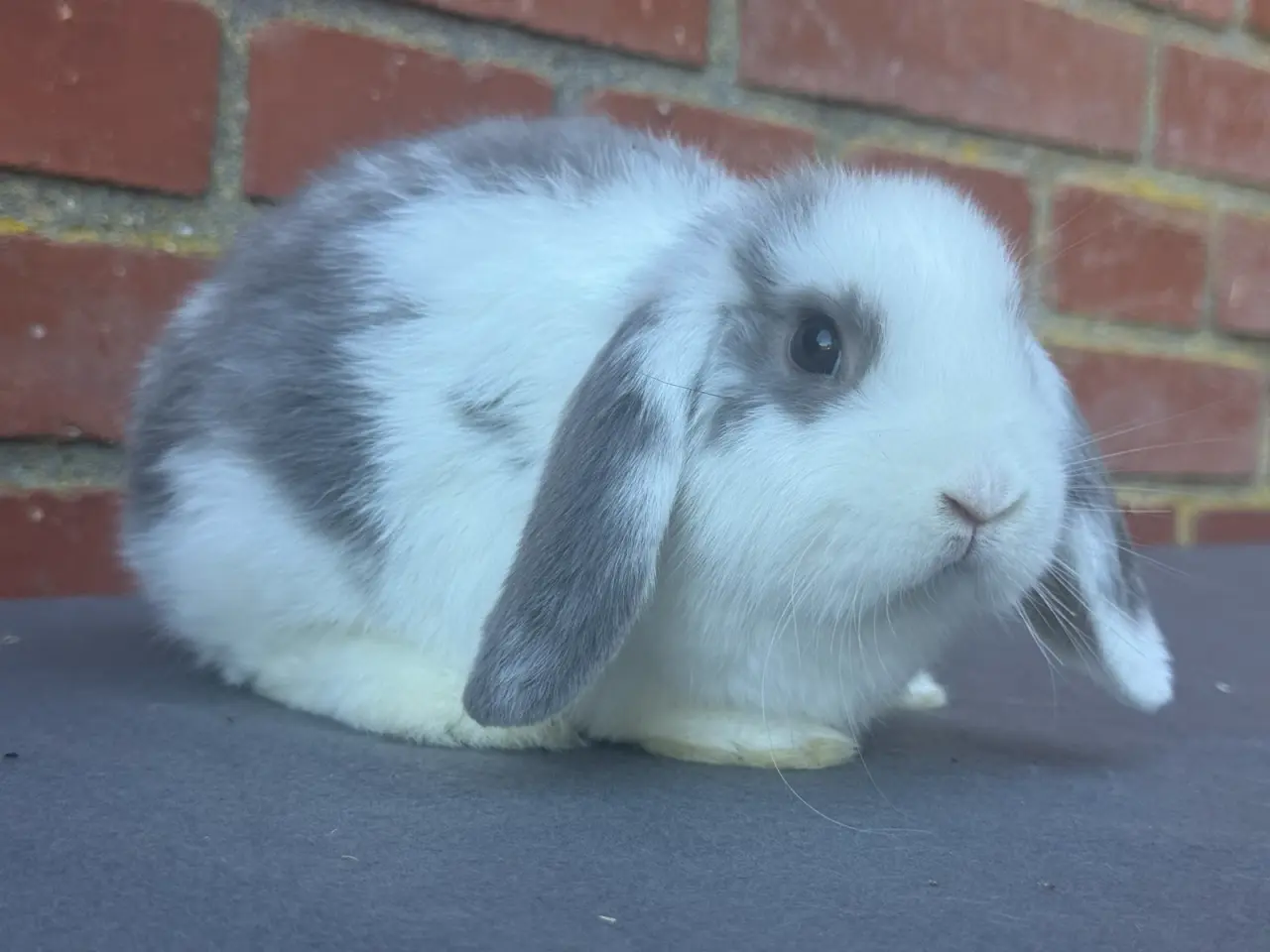 Billede 3 - Mini lop han kanin