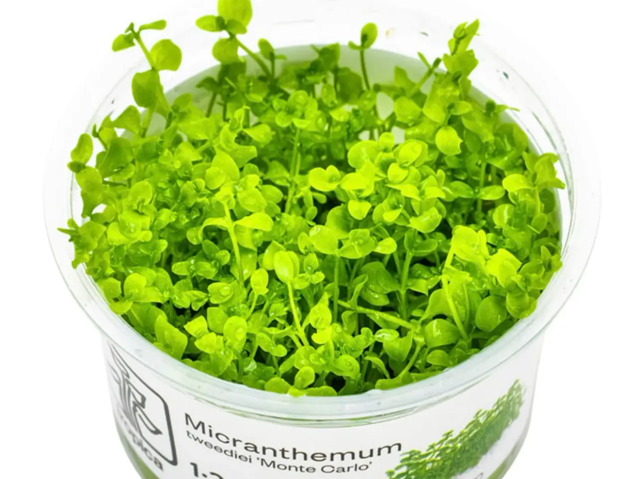 Billede 1 - 1.2 grow akvarieplante uden snegle