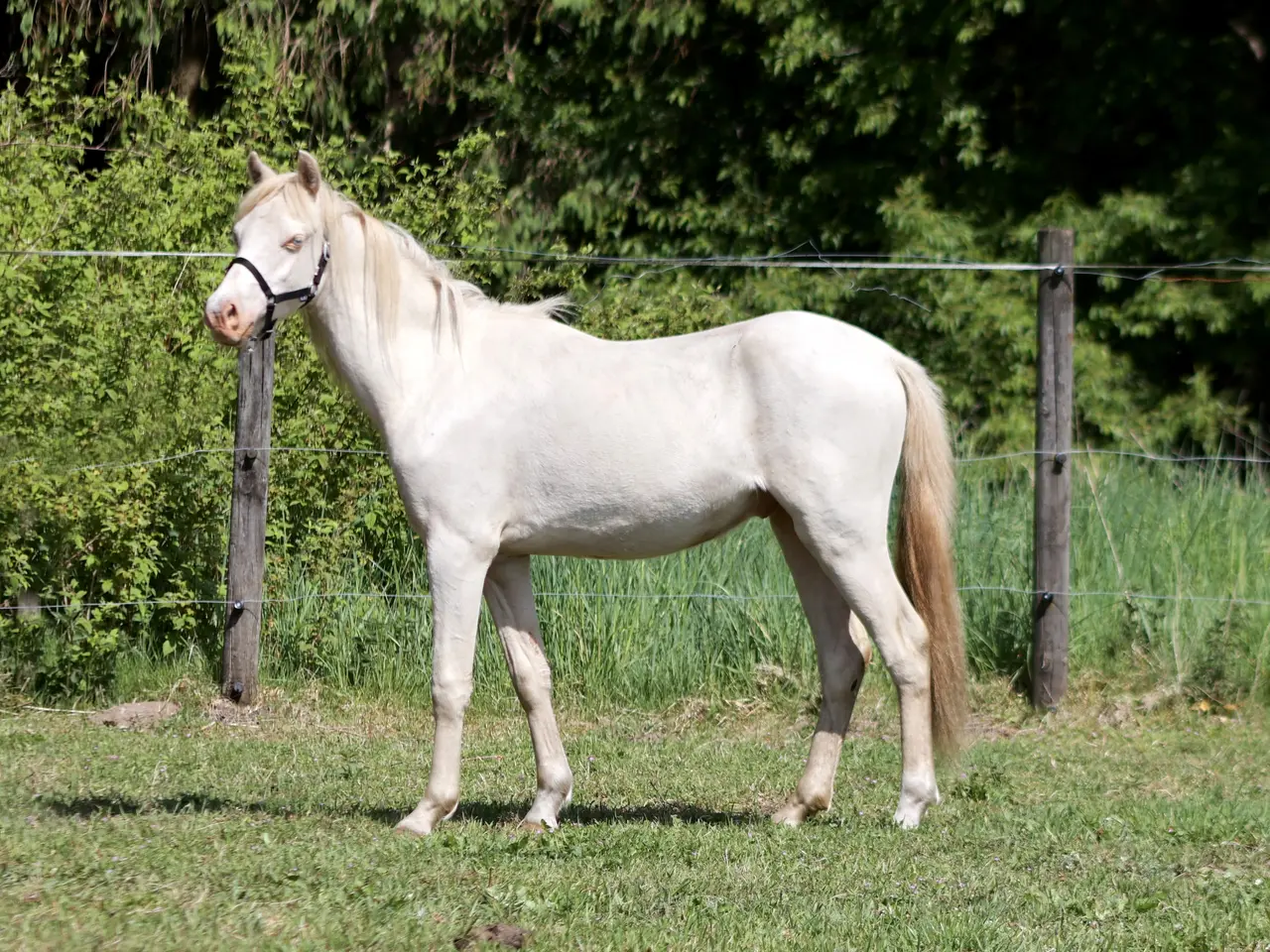 Billede 7 - Welsh vallak