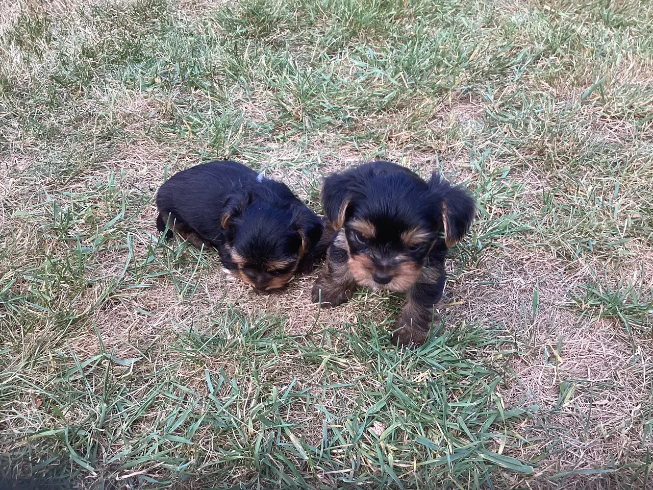 Billede 5 - Yorkshire terrier hvalpe