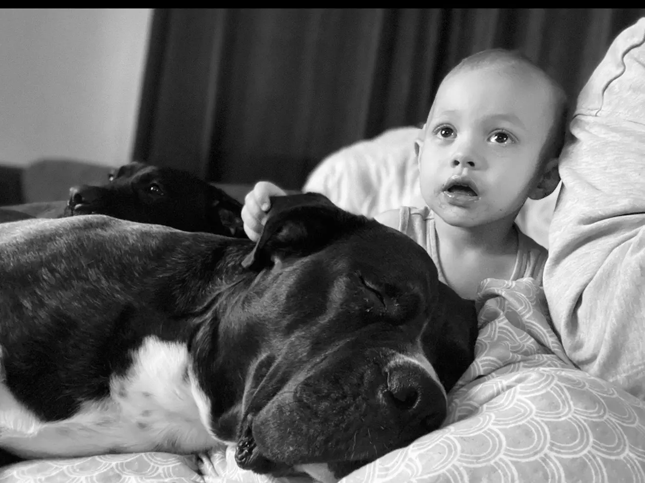 Billede 9 - Cane Corso/Presa Canario