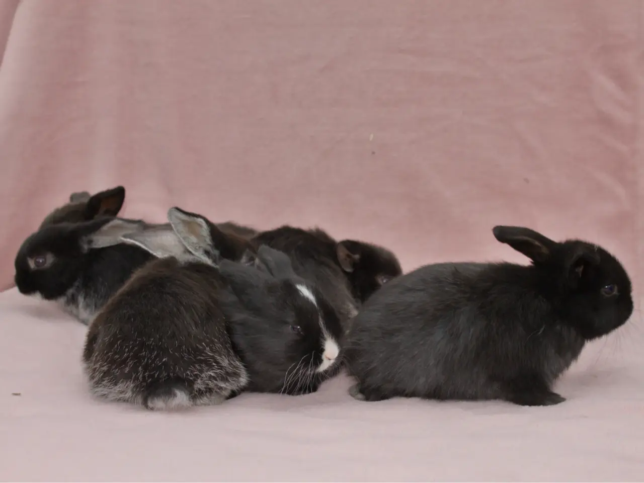 Billede 2 - 🐰 6 søde Mini Lop-kaninunger søger nye hjem 🐰