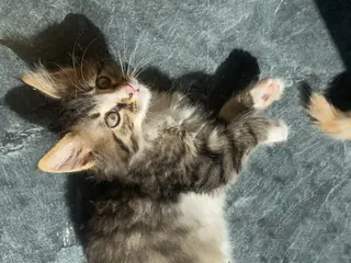 Main coon blendinger - 2