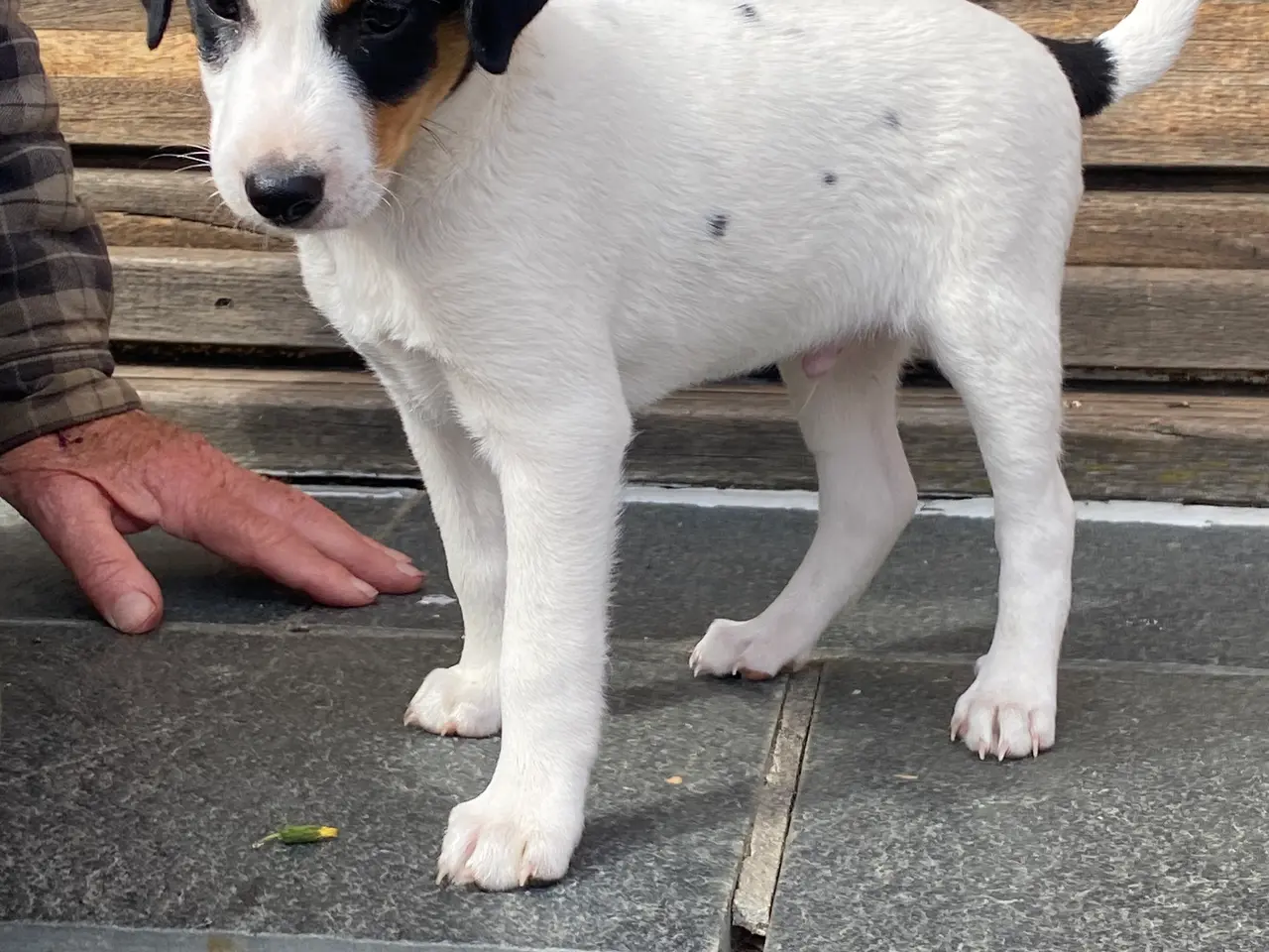 Billede 3 - Dansk-svensk gårdhund hvalper