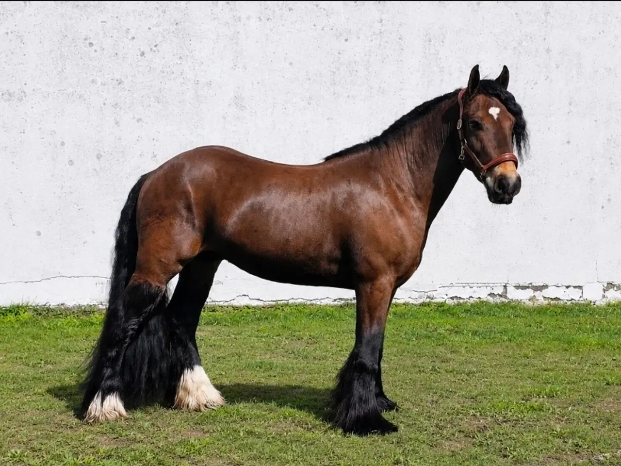 Billede 2 - Bulæer - 3 års kat. 3 pony