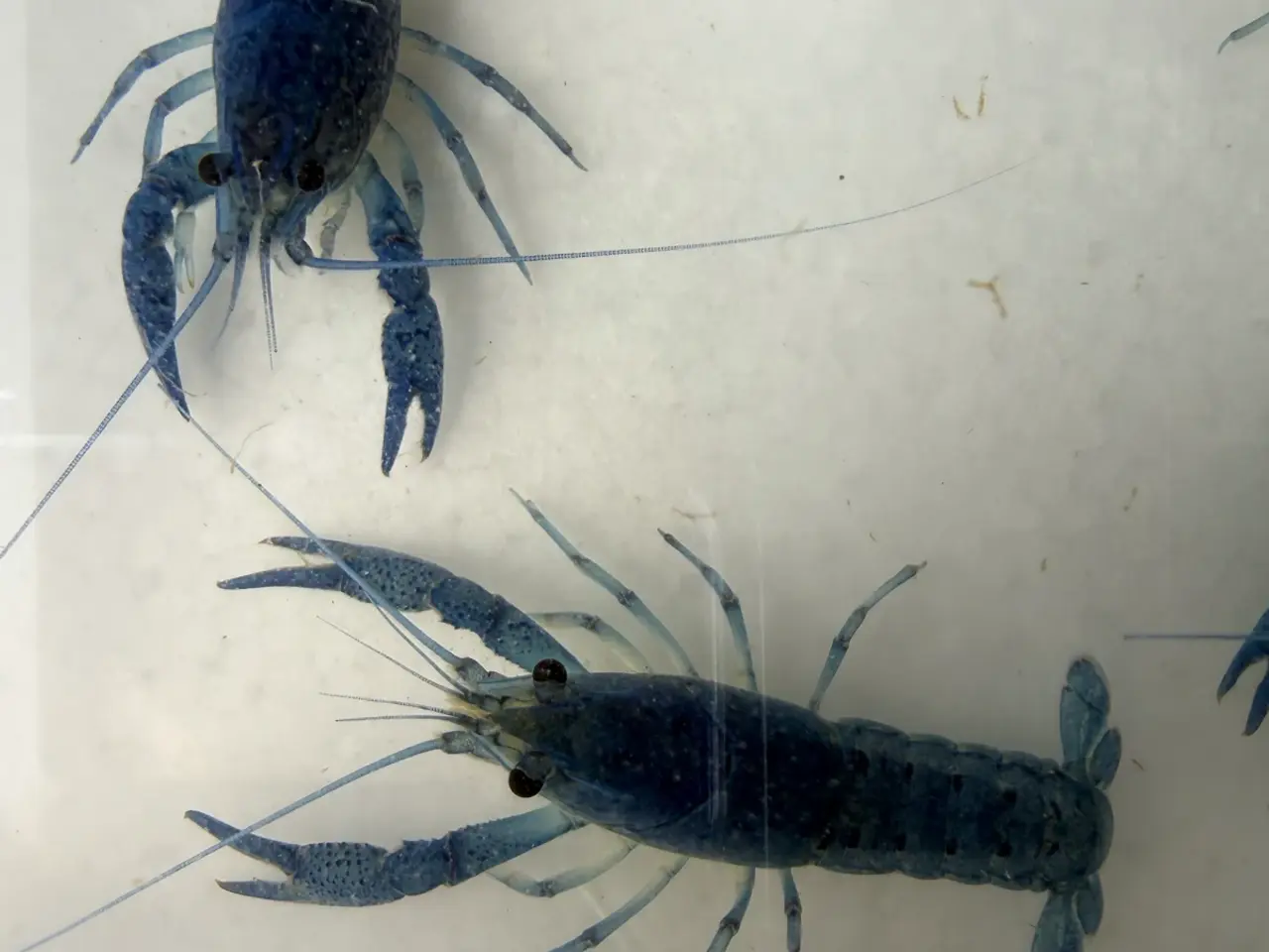 Billede 18 - đ±Wow FLOTTE BlĂ„ Florida Krebs Procambarus alleni