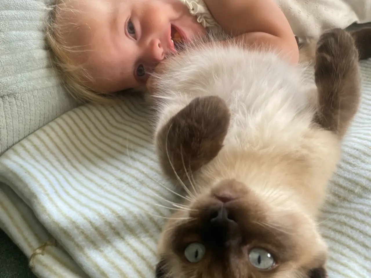 Billede 4 - Ragdoll killing❤️ 1 killing tilbage