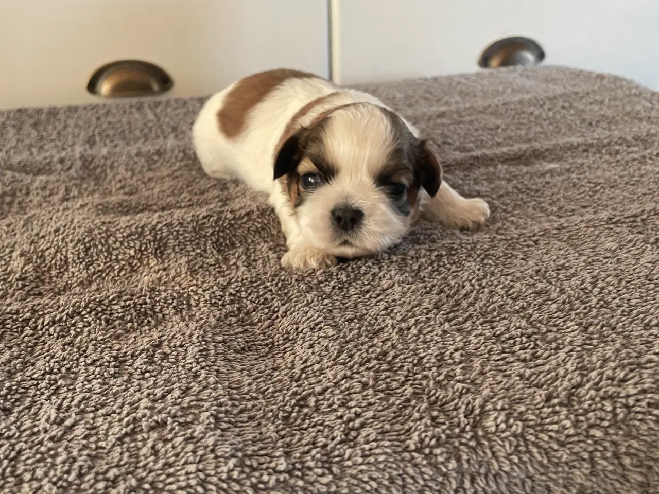 Billede 4 - Shih Tzu/ cavalier blanding 🌸