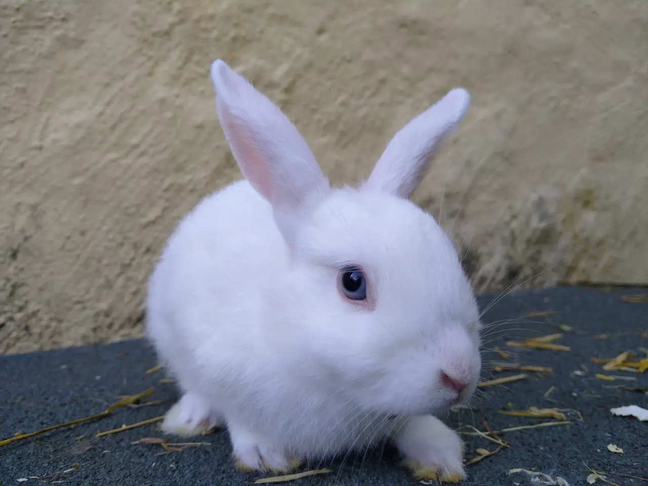 Billede 4 - Mini Lop hun unger