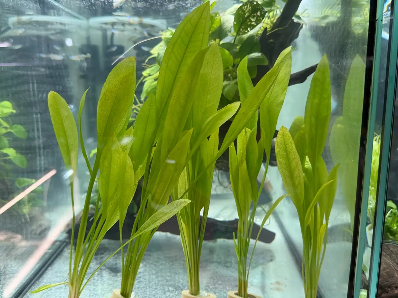 Billede 19 - Mange flere akvarie planter