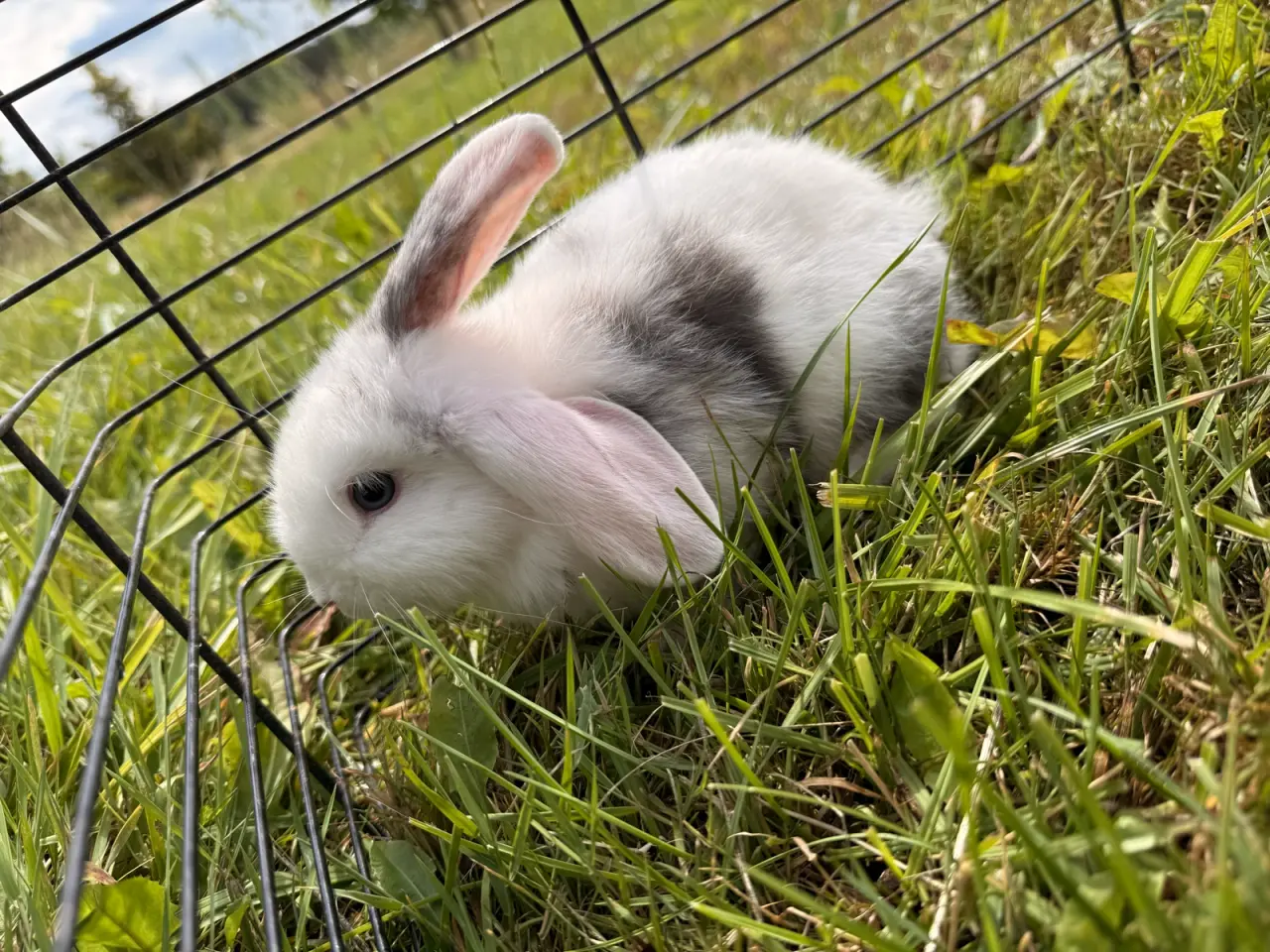 Billede 2 - Mini Lop kaninunge på 8 uger