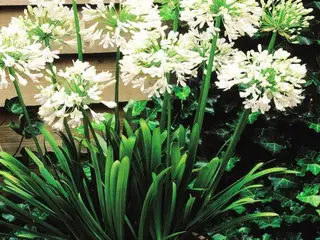 Hvid Skærmlilje/Agapanthus