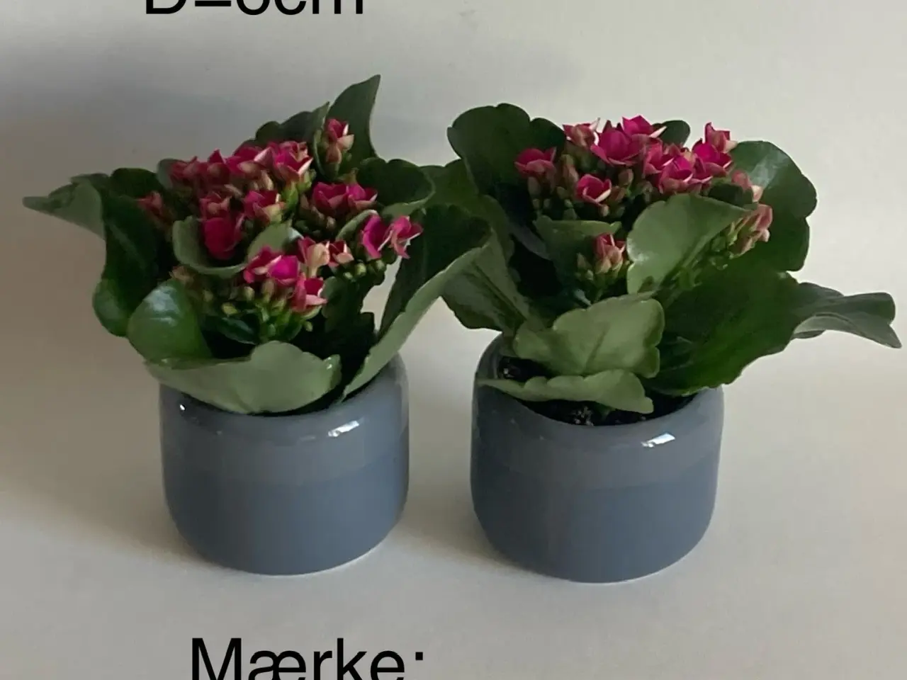Billede 1 - Potteskjuler