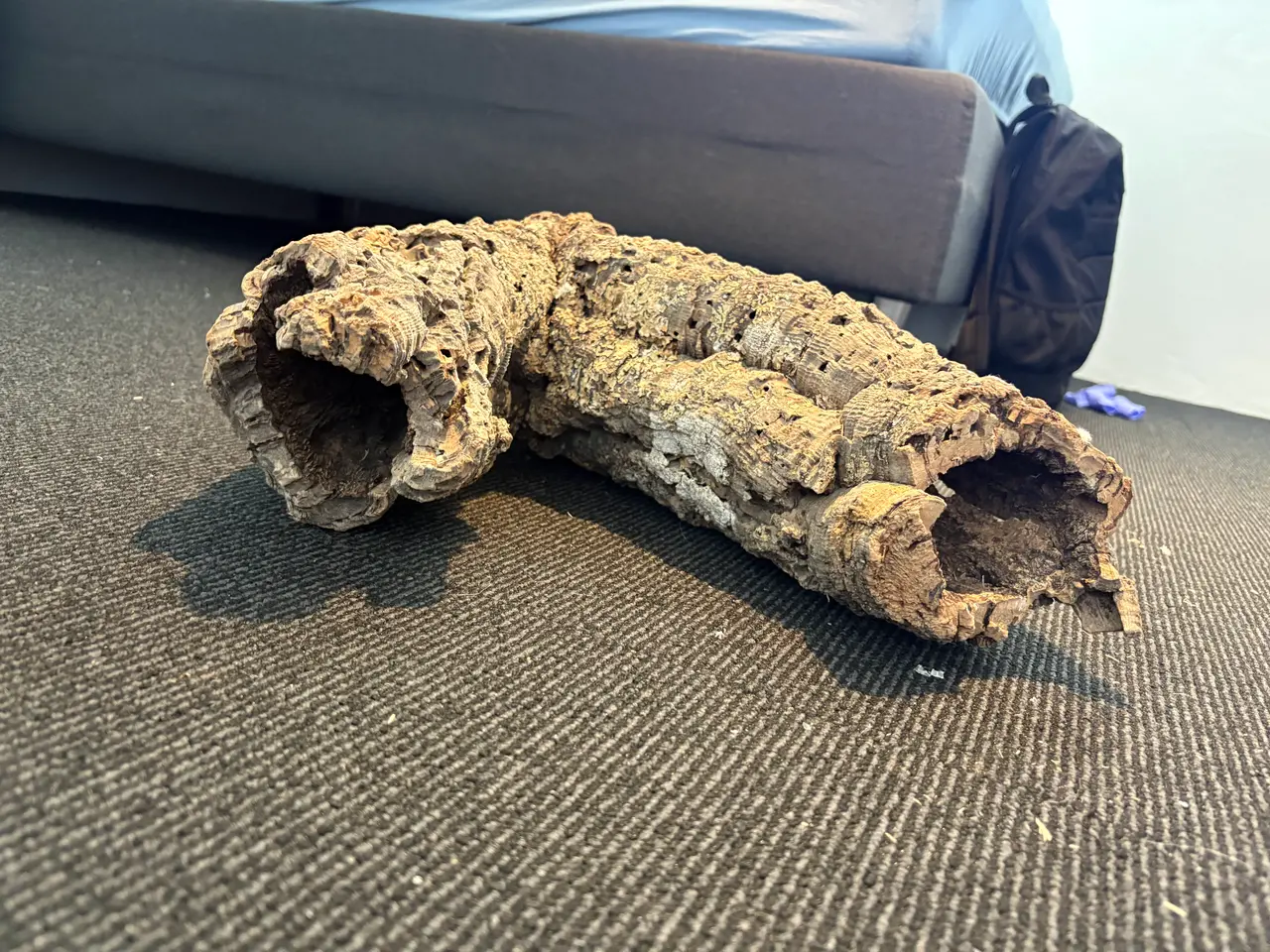 Billede 9 - Kongepython med terrarium 