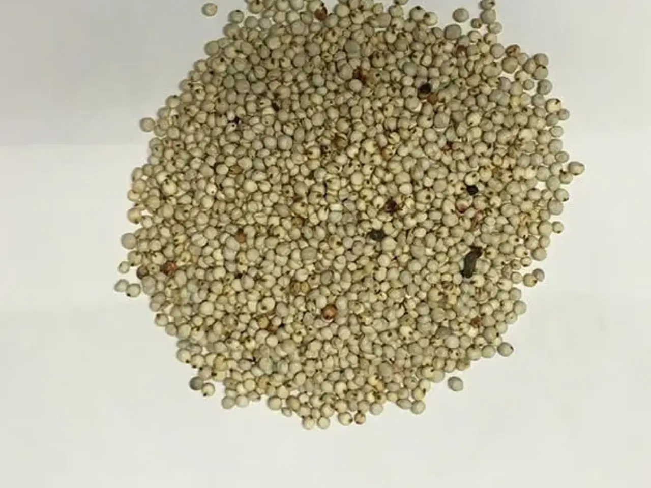 Billede 1 - Milo/Hvid Dari sæk á 25 kg (fuglemad/mycelium)