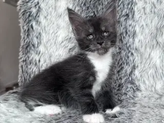 🤍 Esme – smuk Maine Coon-pige søger sit nye hjem 
