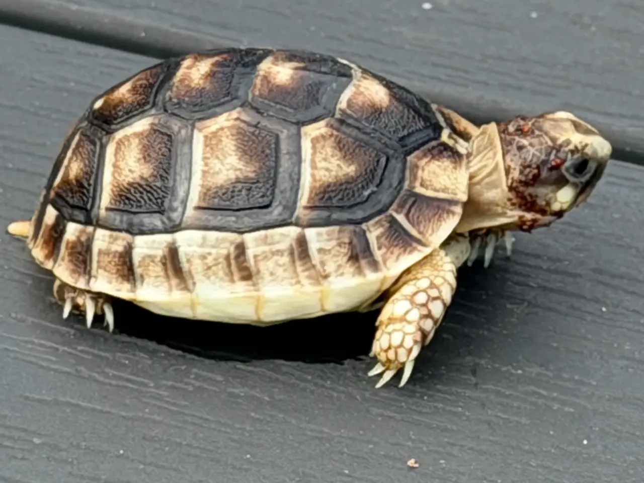 Billede 1 - Græske landskildpadder