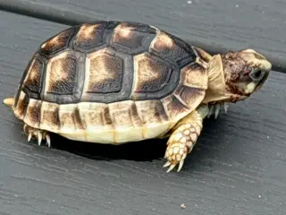 Græske landskildpadder
