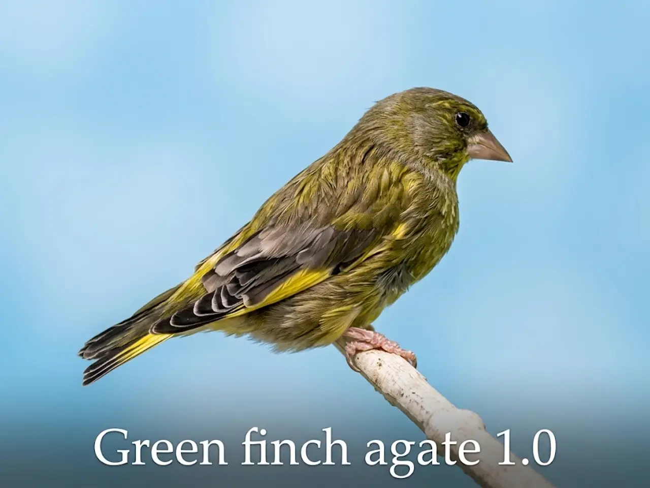 Billede 1 - Finker