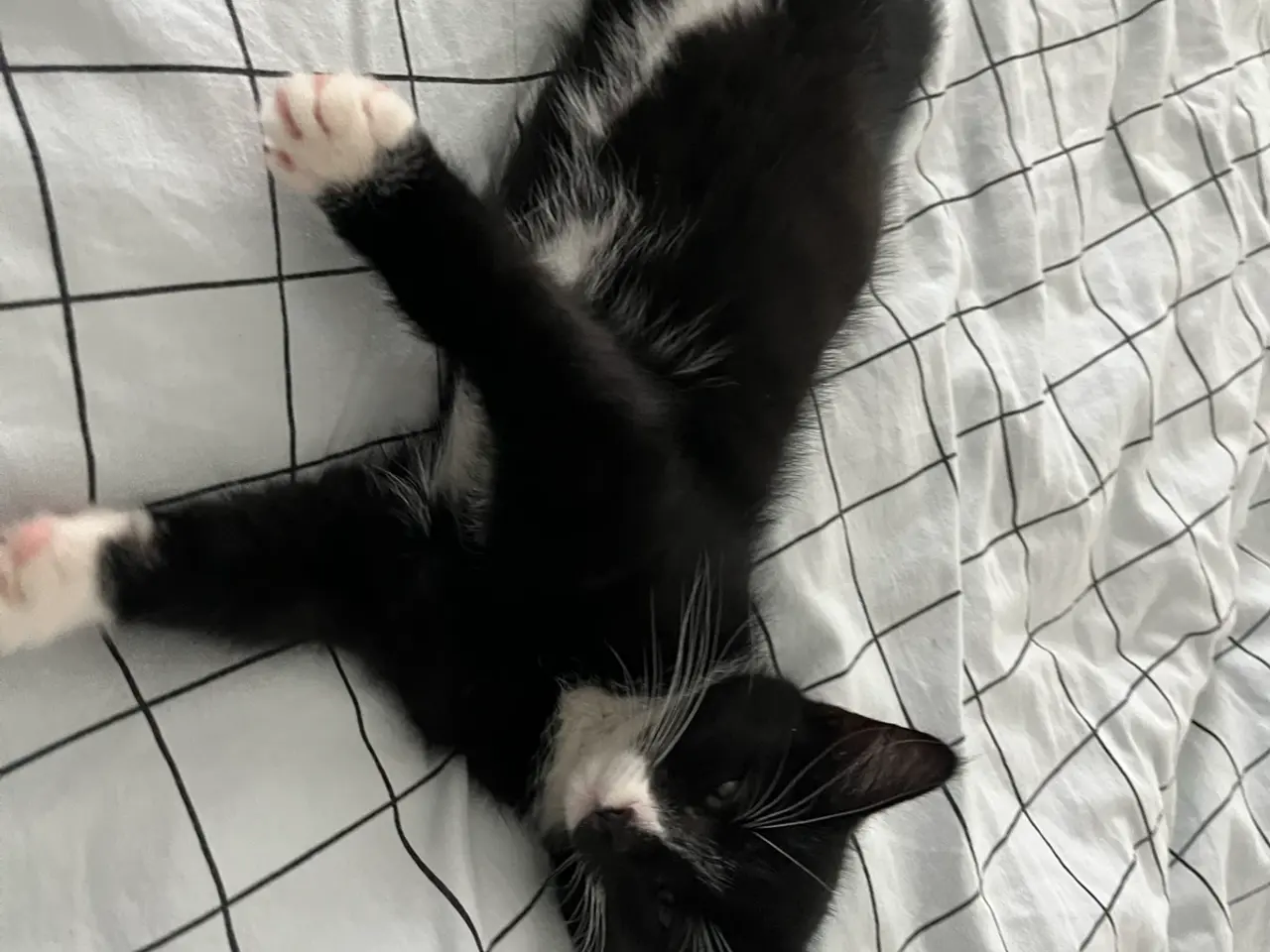 Billede 4 - Katte killinger samt mor