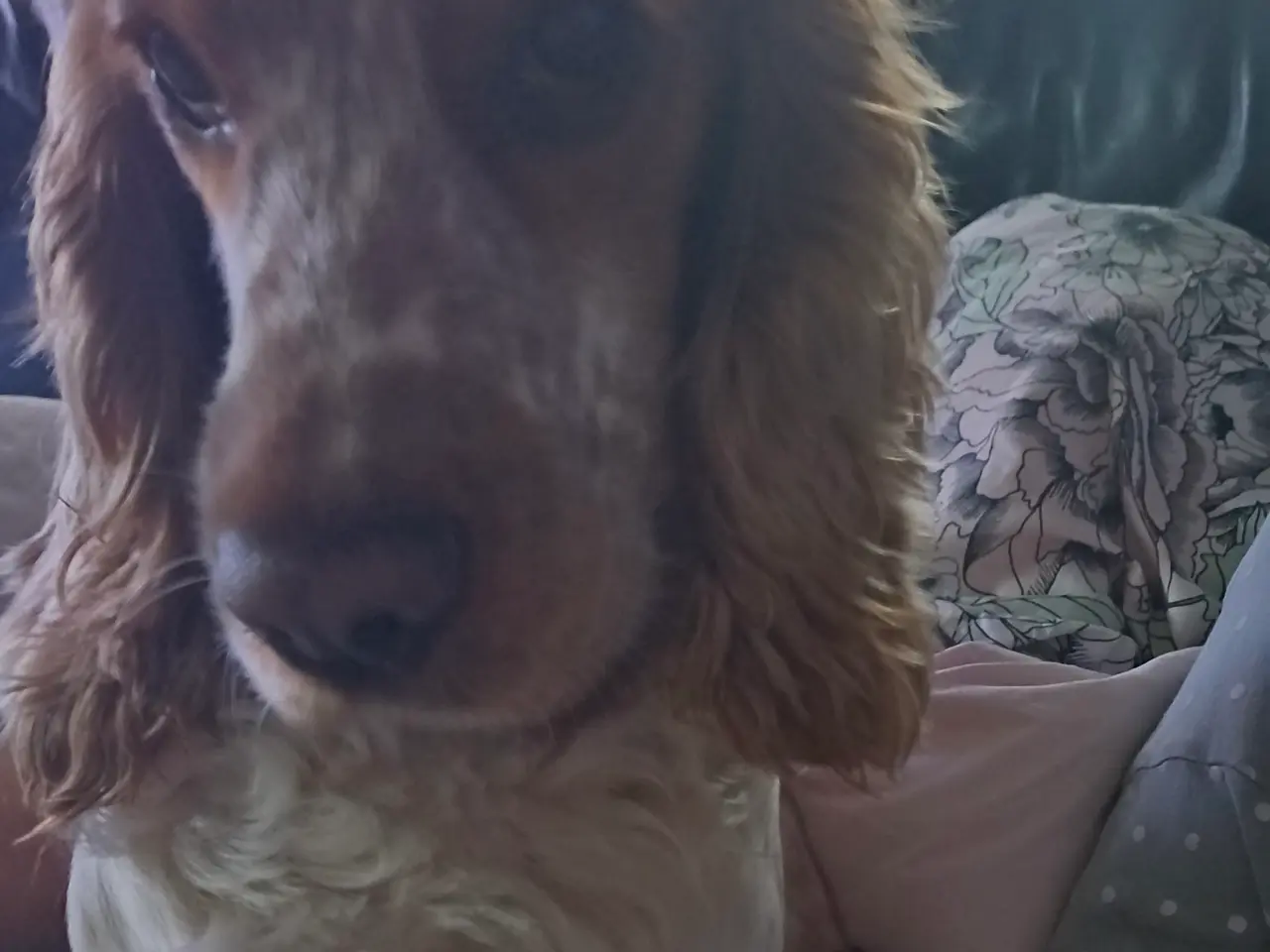 Billede 1 - Cocker spaniel hvalpe