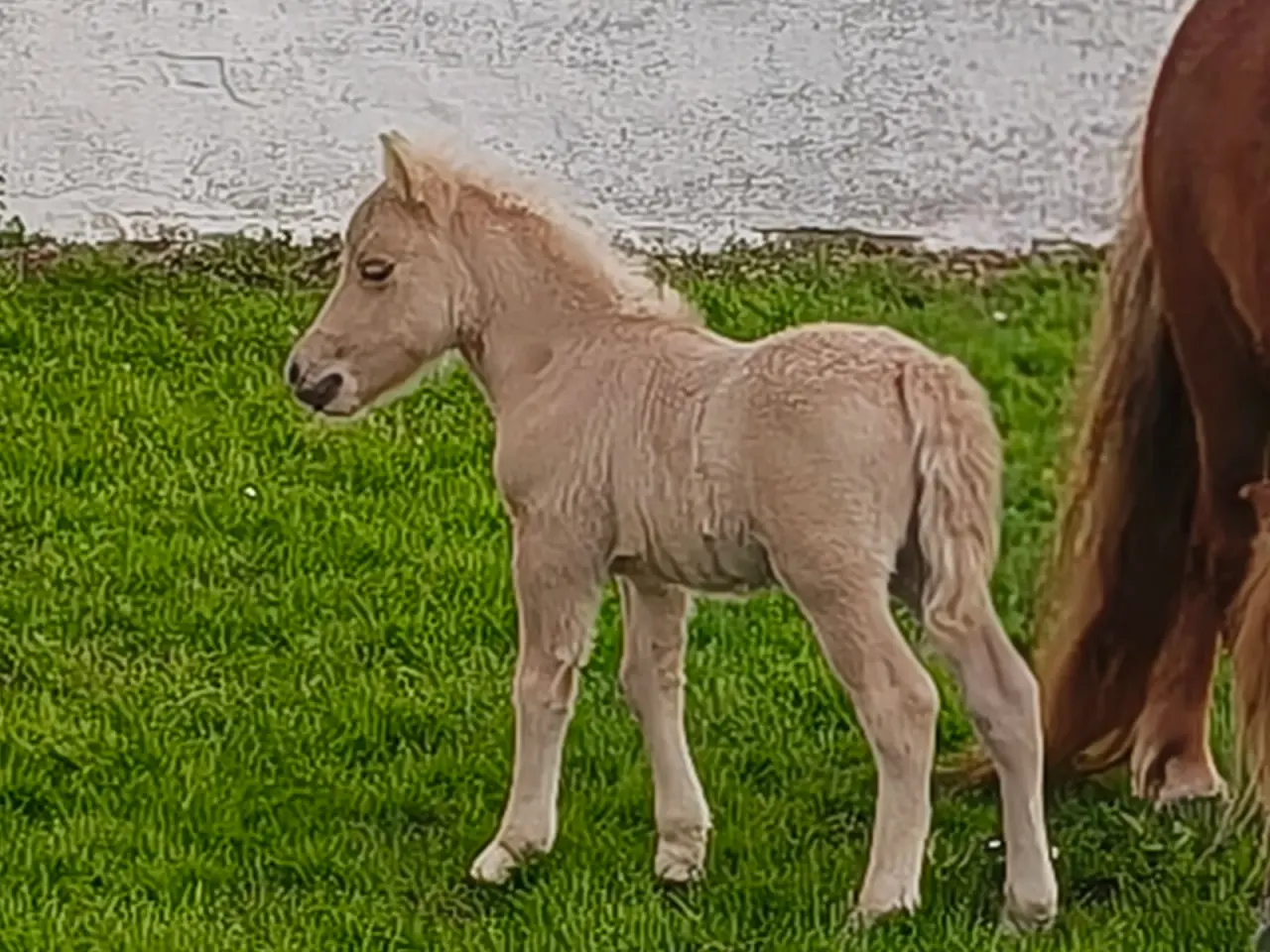Billede 8 - Smuk palomino hingst