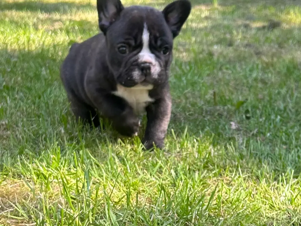 Billede 2 - Fransk bulldog blanding