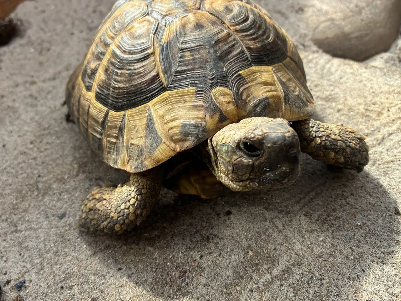 Billede 1 - Græske Landskildpadde han- Leo