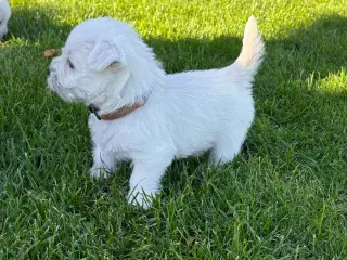 Skønne Westie hvalpe søger kærlige hjem 🐾