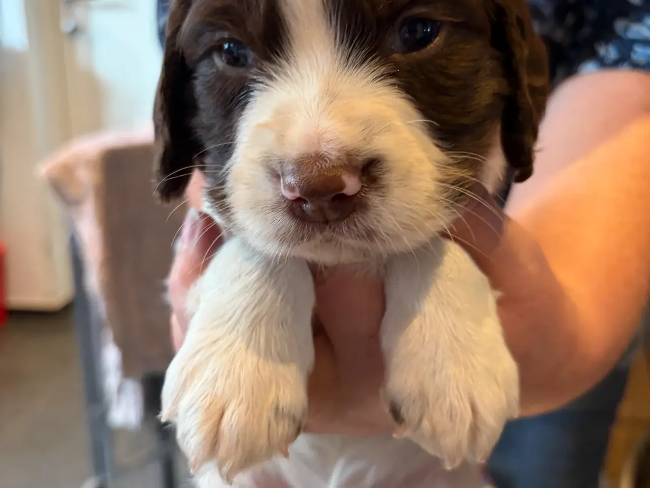Billede 6 - Ft. Springer Spaniel hvalpe !