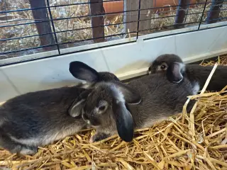 Minilop kaninunger
