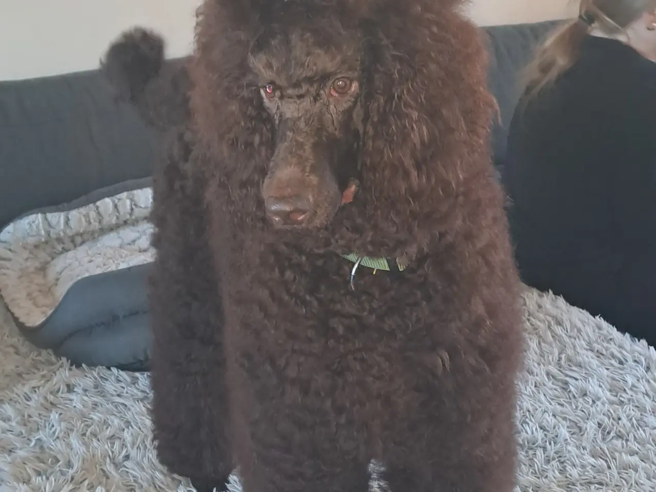 Billede 5 - Hundefrisør/trimming/groomer 